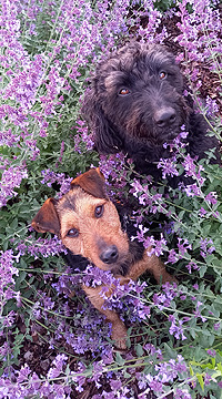 20x36Lavendel2