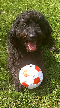 20x36Viggo_Ball